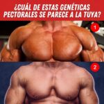 GENÉTICA DE PECTORAL ¿A CUÁL SE PARECE MÁS EL TUYO?🔥